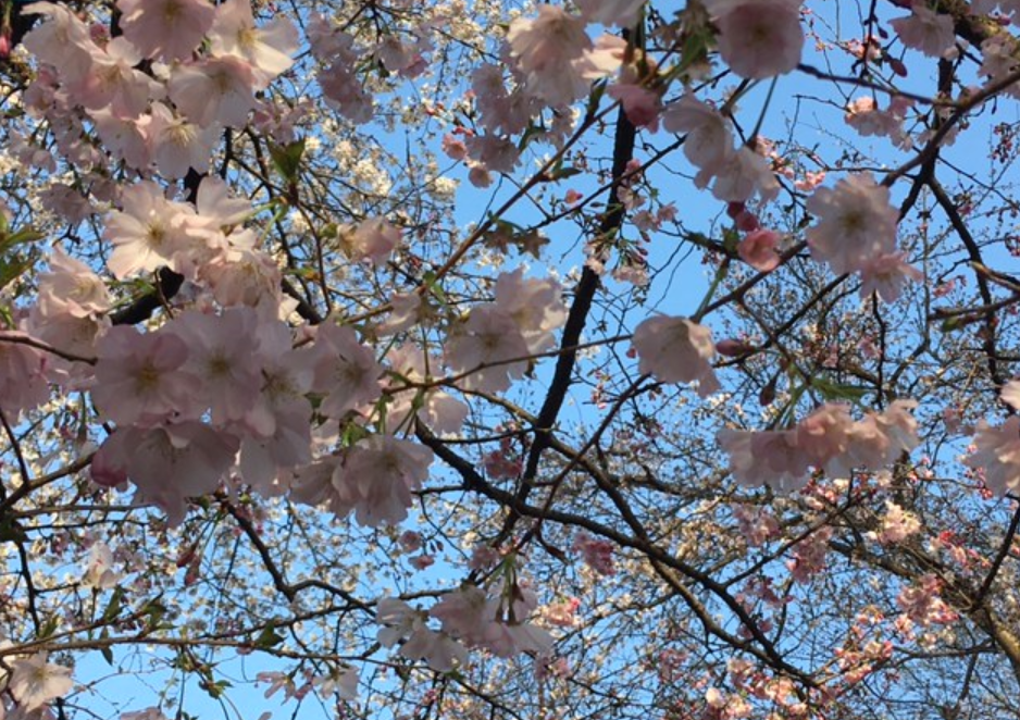 f:id:chuokurashinet:20210324102301p:plain