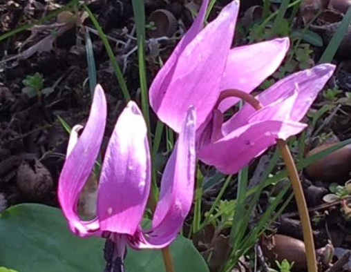 f:id:chuokurashinet:20210326064510p:plain