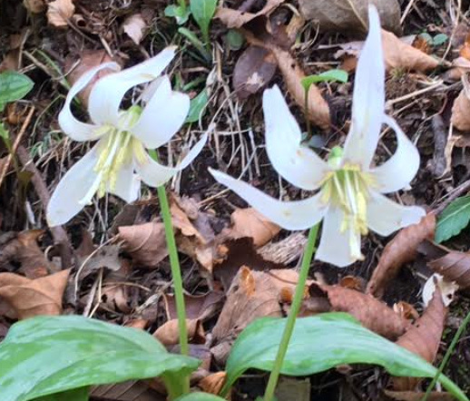 f:id:chuokurashinet:20210326064658p:plain