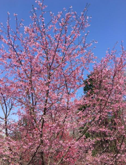 f:id:chuokurashinet:20210326064855p:plain