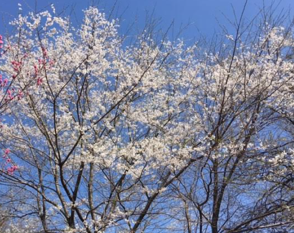 f:id:chuokurashinet:20210326065110p:plain