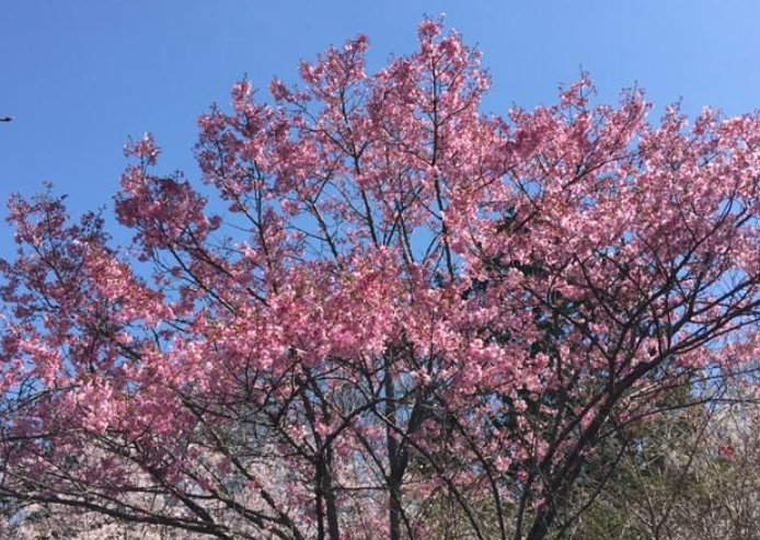 f:id:chuokurashinet:20210326065303p:plain