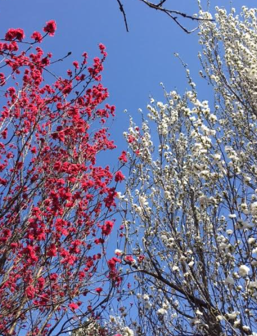 f:id:chuokurashinet:20210326065712p:plain