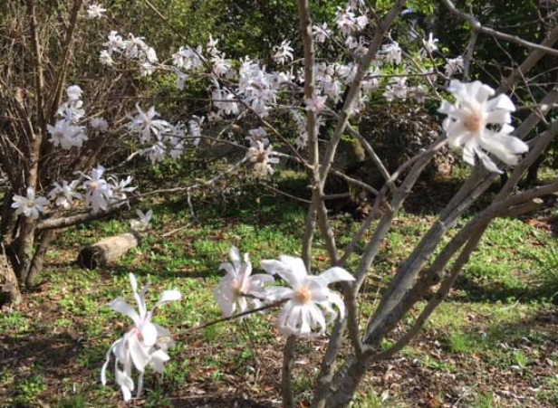 f:id:chuokurashinet:20210326070107p:plain