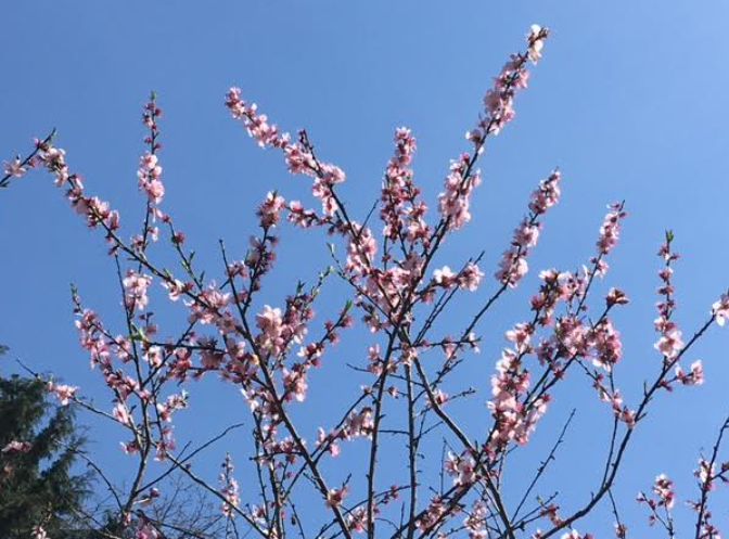 f:id:chuokurashinet:20210326070356p:plain