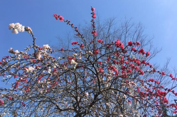 f:id:chuokurashinet:20210326070955p:plain