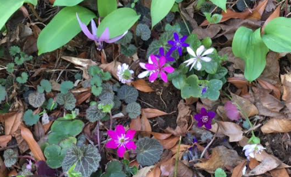 f:id:chuokurashinet:20210326071302p:plain