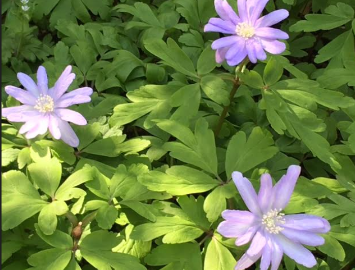 f:id:chuokurashinet:20210326071418p:plain