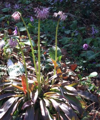 f:id:chuokurashinet:20210326071624p:plain