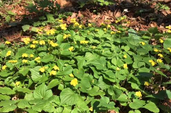 f:id:chuokurashinet:20210326072007p:plain