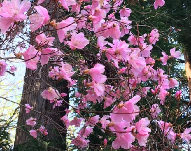 f:id:chuokurashinet:20210326072139p:plain