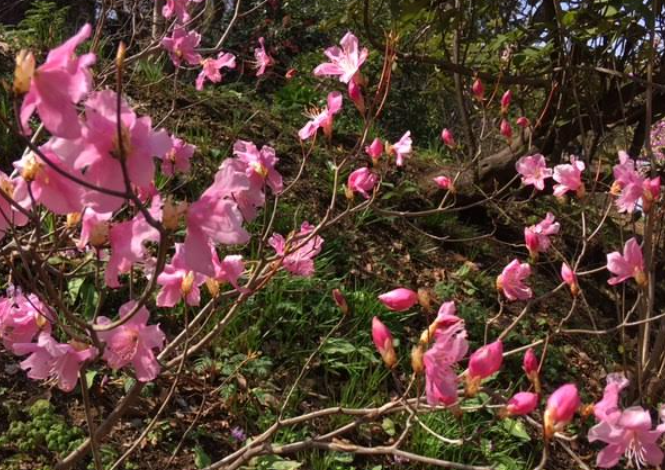 f:id:chuokurashinet:20210326072433p:plain