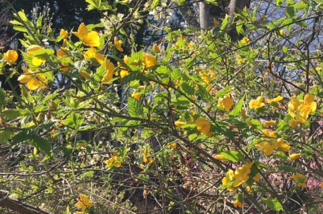 f:id:chuokurashinet:20210326072645p:plain