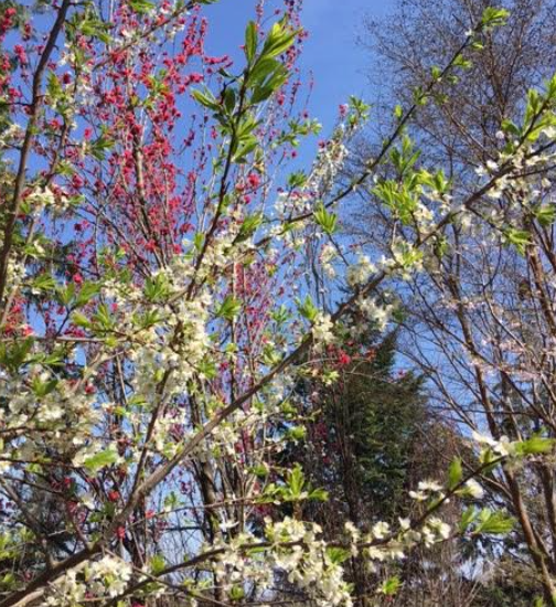 f:id:chuokurashinet:20210326072945p:plain