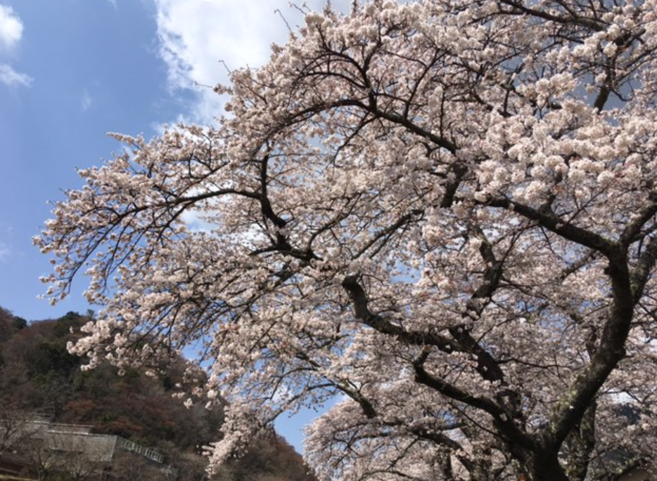 f:id:chuokurashinet:20210326172911p:plain