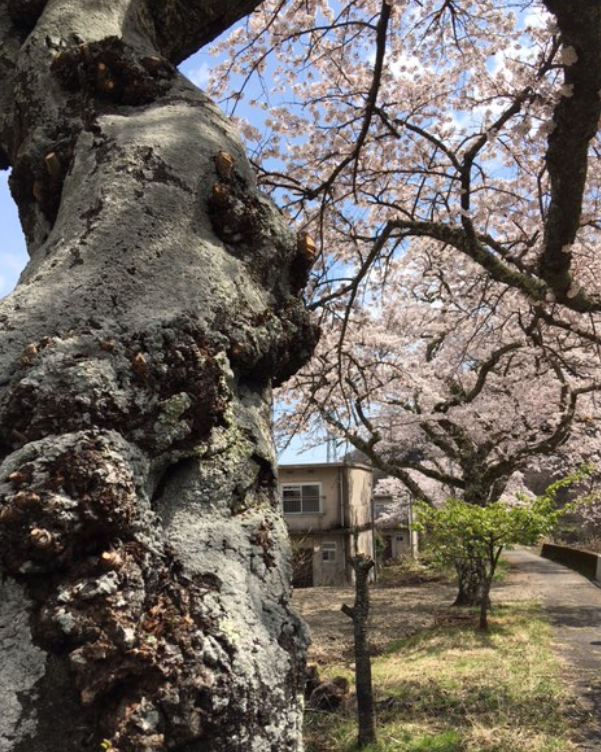 f:id:chuokurashinet:20210326173157p:plain