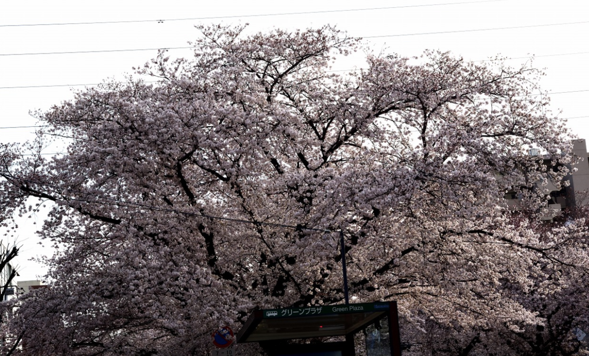 f:id:chuokurashinet:20210328120331p:plain