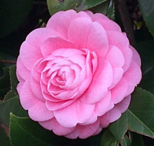 f:id:chuokurashinet:20210328122213p:plain