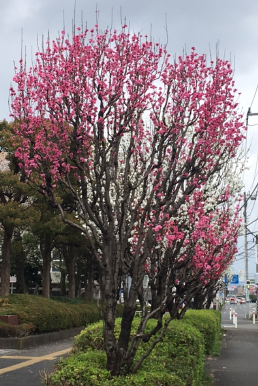 f:id:chuokurashinet:20210328124428p:plain