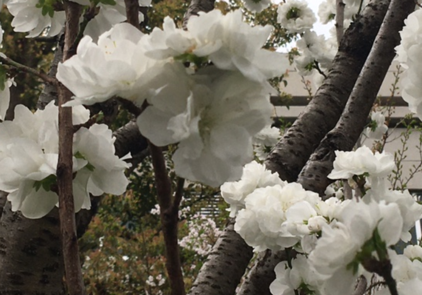 f:id:chuokurashinet:20210328124518p:plain