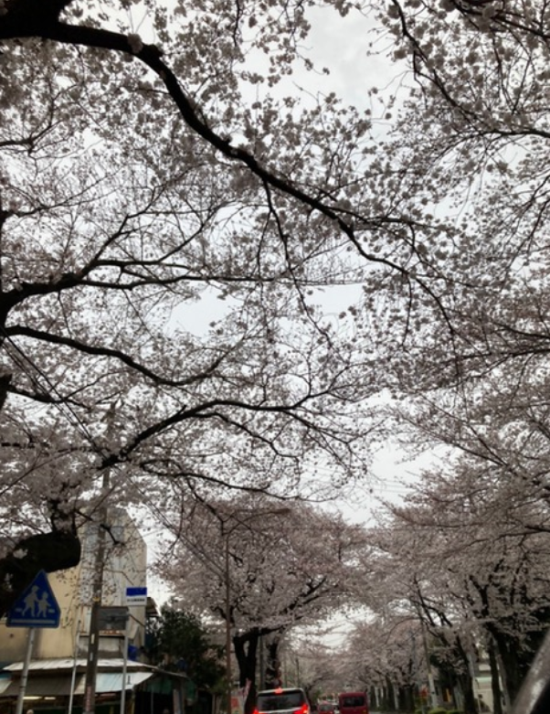 f:id:chuokurashinet:20210329081405p:plain