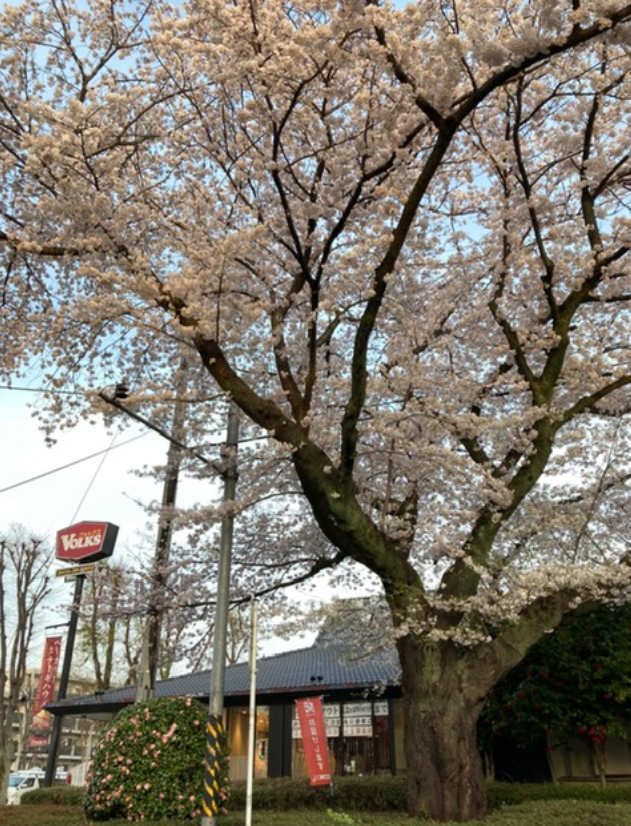 f:id:chuokurashinet:20210329184721p:plain