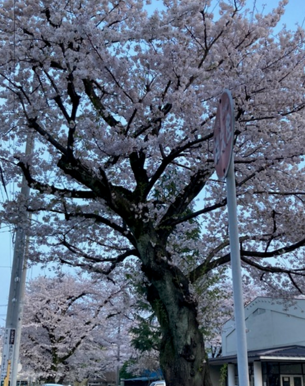 f:id:chuokurashinet:20210329185021p:plain