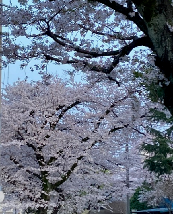 f:id:chuokurashinet:20210329185208p:plain