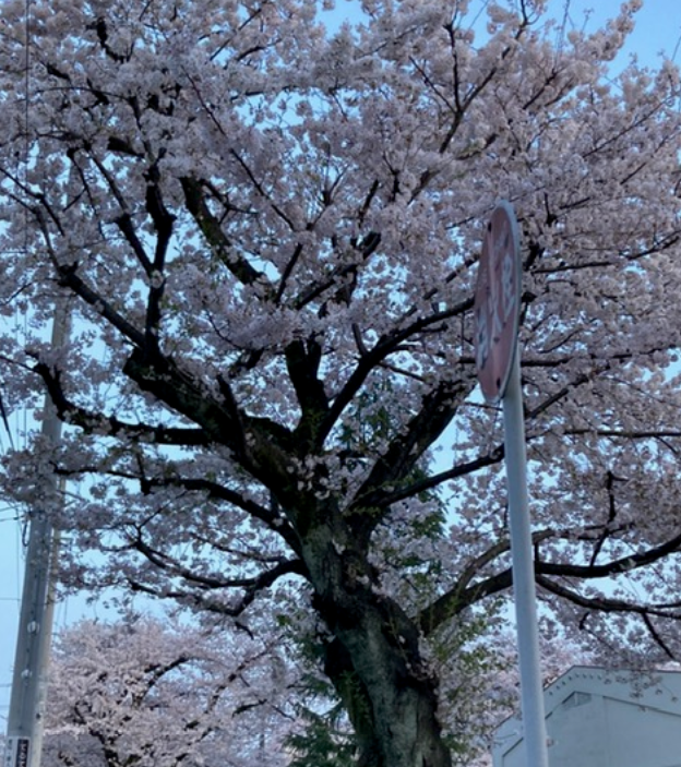 f:id:chuokurashinet:20210329185449p:plain