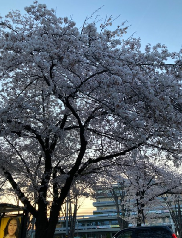 f:id:chuokurashinet:20210329185642p:plain