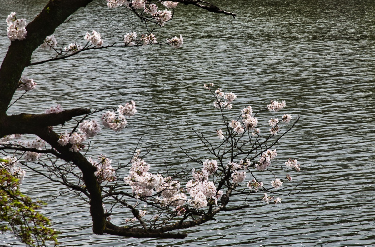 f:id:chuokurashinet:20210330070659p:plain
