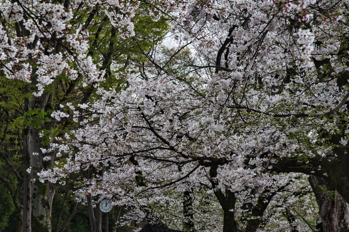 f:id:chuokurashinet:20210330071141p:plain