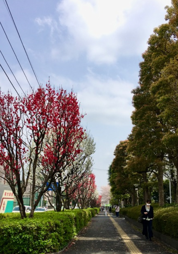 f:id:chuokurashinet:20210331075324p:plain