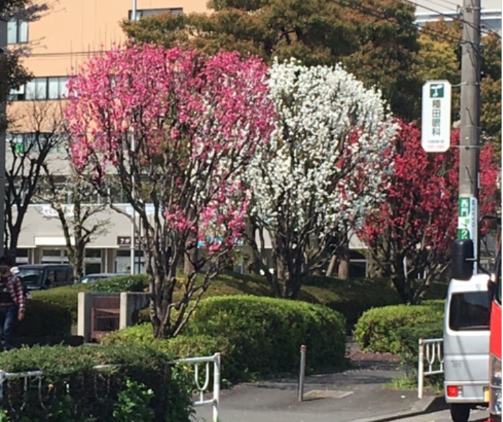 f:id:chuokurashinet:20210331075419p:plain