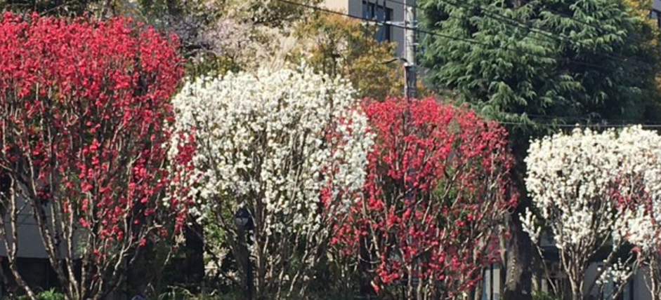 f:id:chuokurashinet:20210331075629p:plain