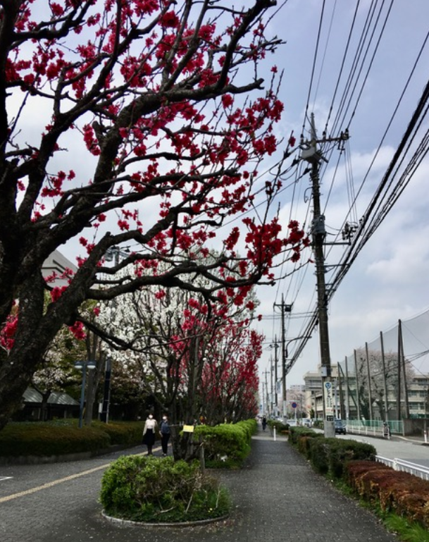 f:id:chuokurashinet:20210331075728p:plain