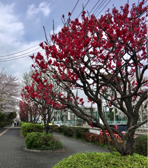 f:id:chuokurashinet:20210331080331p:plain