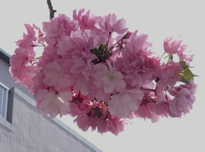 f:id:chuokurashinet:20210331190607p:plain