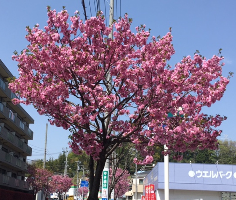 f:id:chuokurashinet:20210331190851p:plain