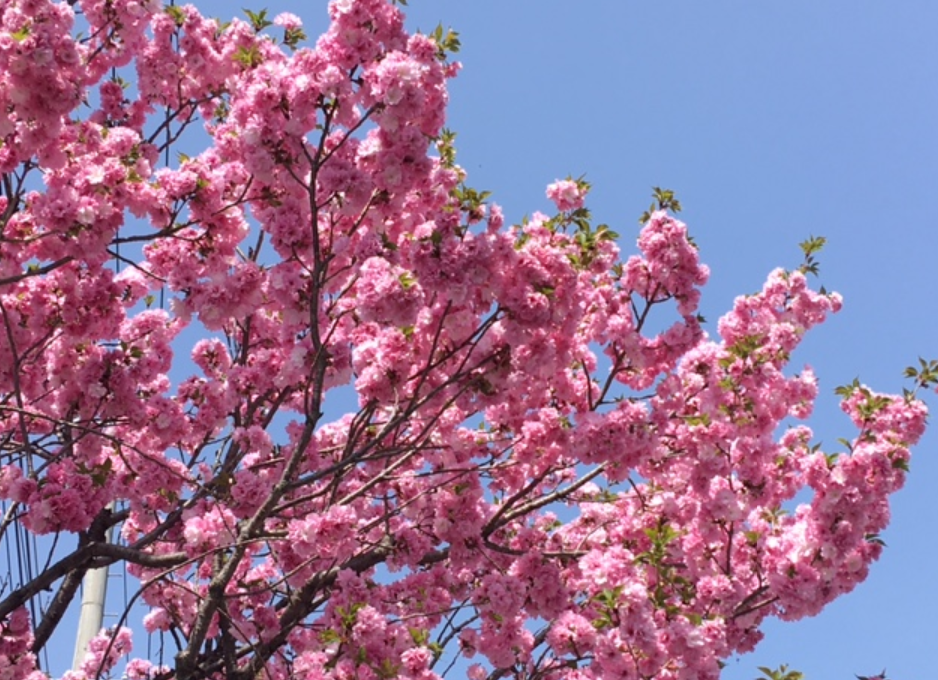 f:id:chuokurashinet:20210331190938p:plain