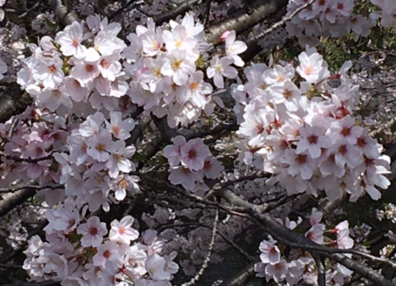 f:id:chuokurashinet:20210401080753p:plain