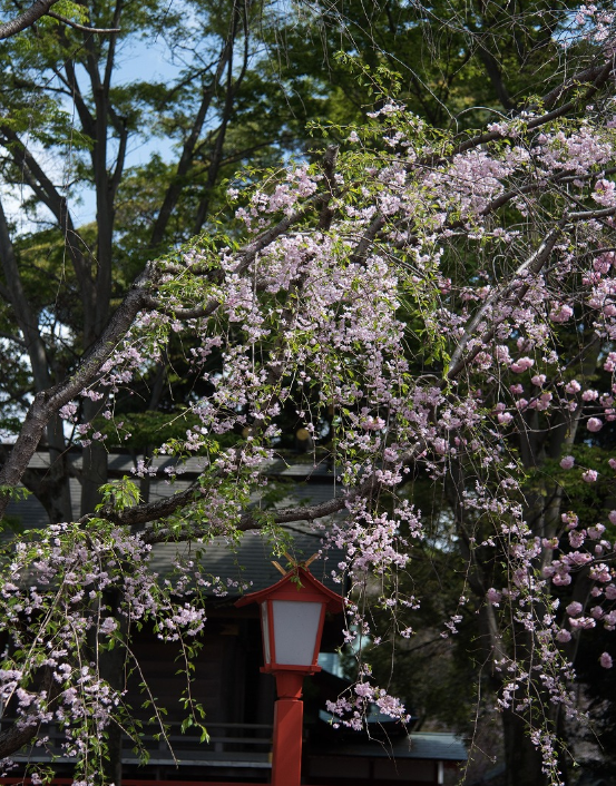 f:id:chuokurashinet:20210403165037p:plain
