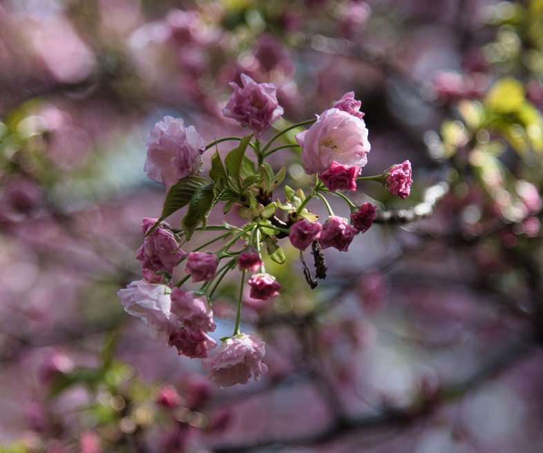 f:id:chuokurashinet:20210403165151p:plain