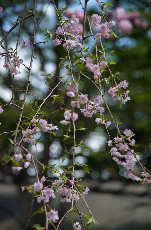 f:id:chuokurashinet:20210403165249p:plain
