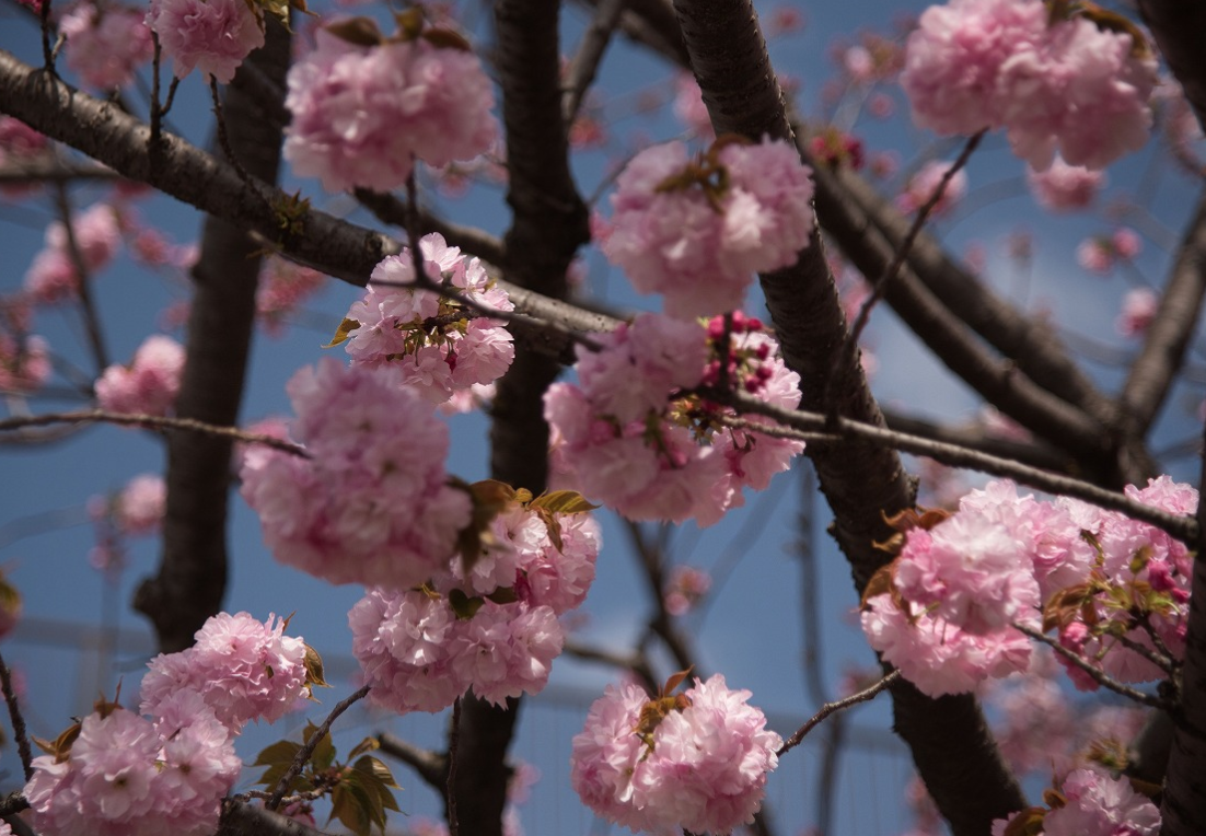 f:id:chuokurashinet:20210403170151p:plain