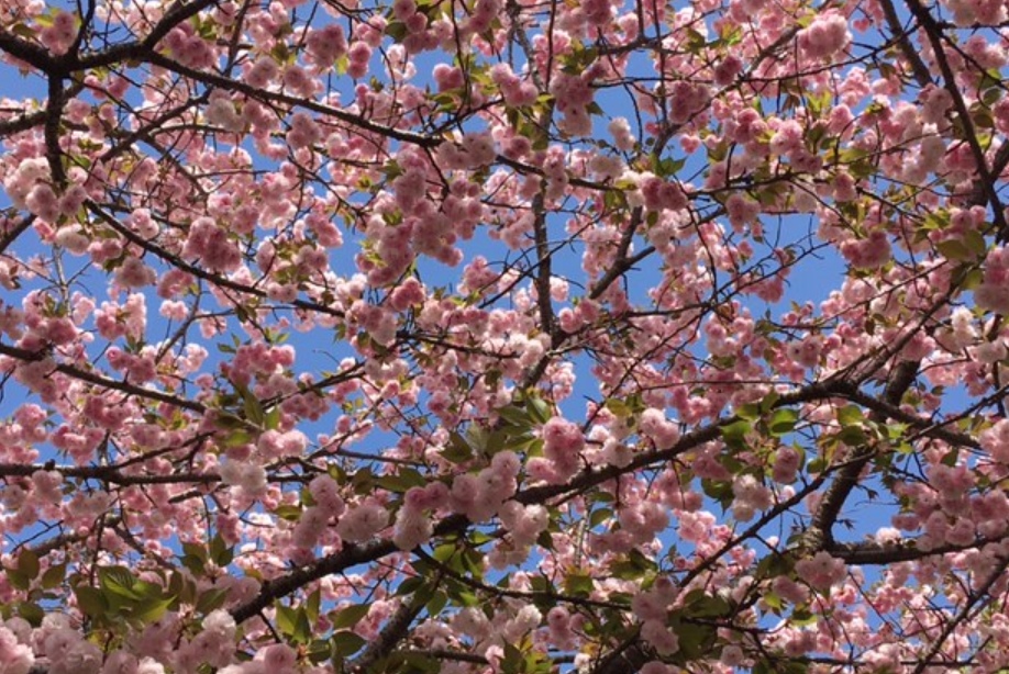 f:id:chuokurashinet:20210403181554p:plain