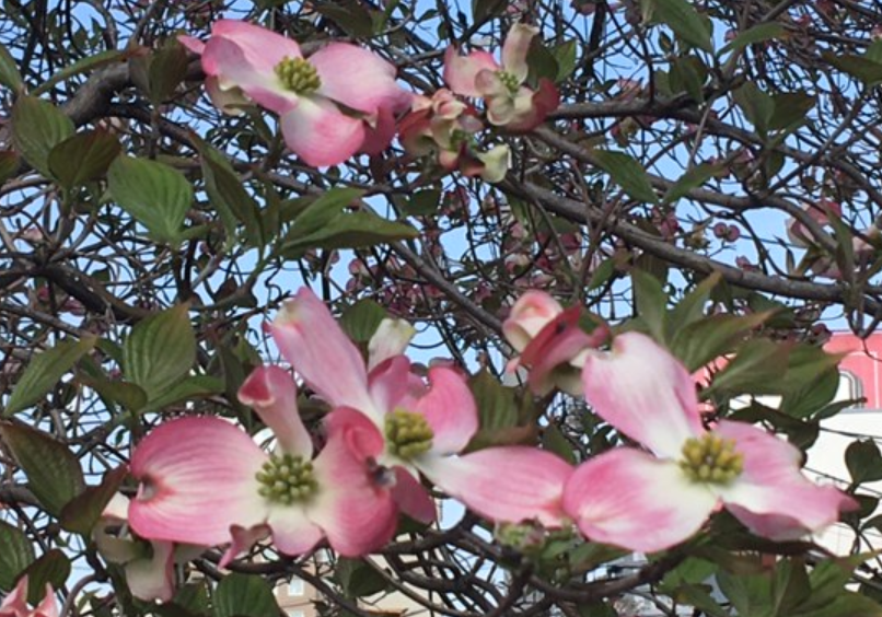 f:id:chuokurashinet:20210408075627p:plain