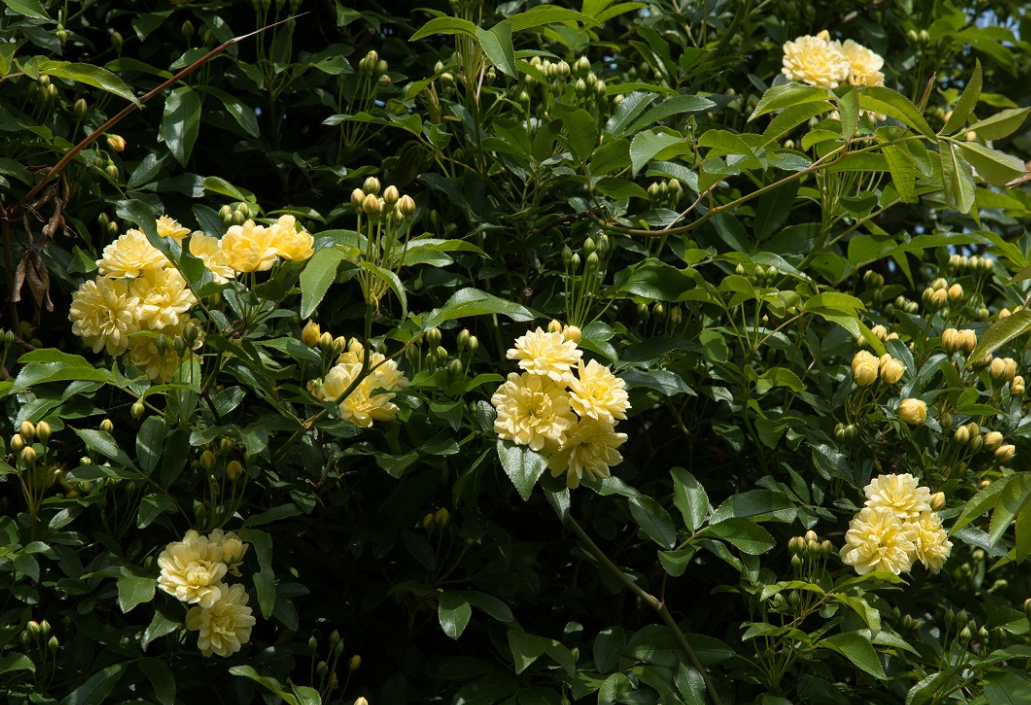 f:id:chuokurashinet:20210409054229p:plain