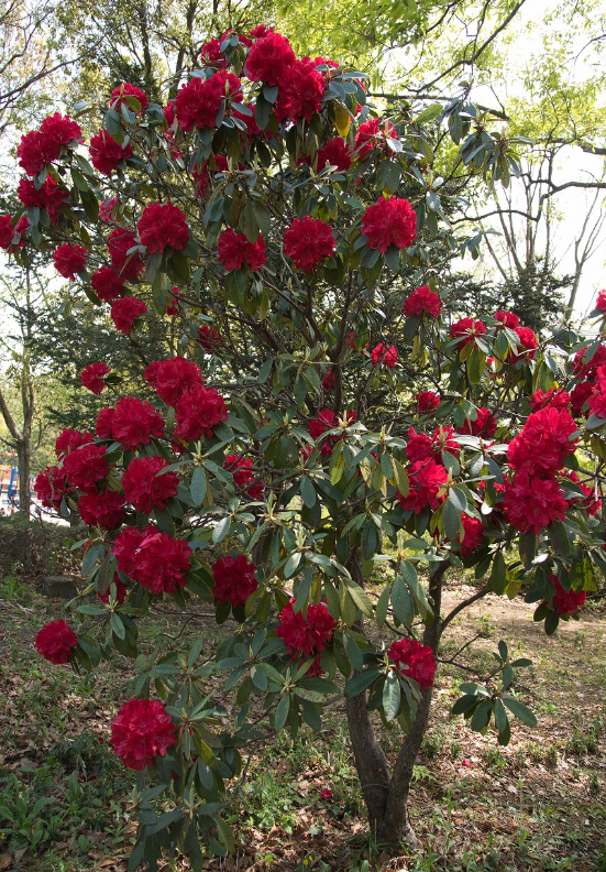 f:id:chuokurashinet:20210409054355p:plain