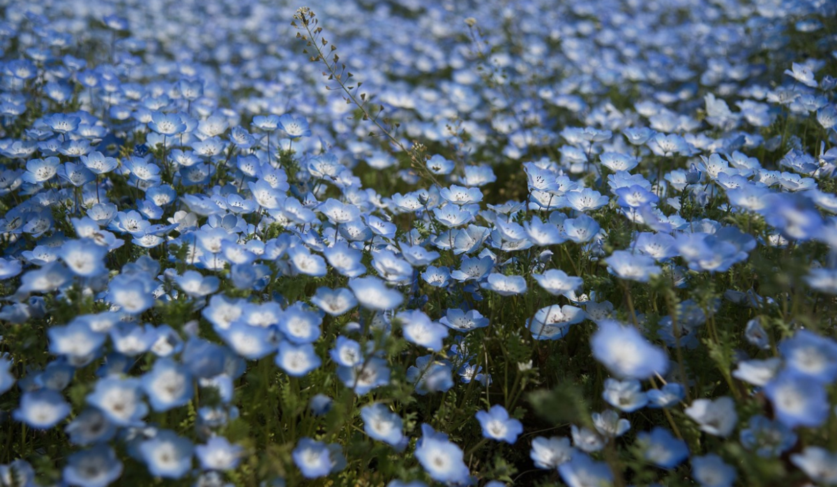 f:id:chuokurashinet:20210409055731p:plain